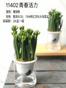 組盆-11402青春活力（光棍棒）